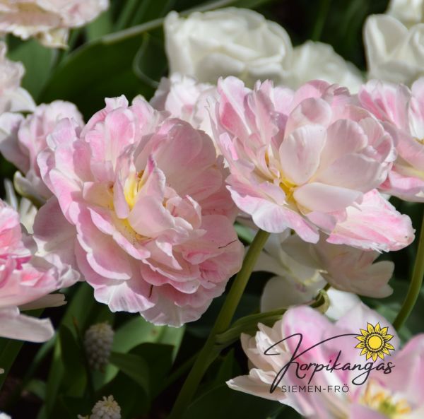 Myöhäinen kerrottu tulppaani